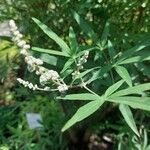 Vitex agnus-castusBlüte