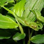 Tradescantia poelliae Leaf