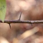Ximenia americana Bark