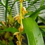 Bulbophyllum rufinum Flower