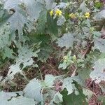 Smallanthus uvedalia Leaf