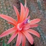 Cleistocactus winteri Flower