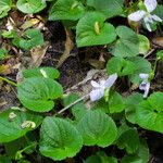Viola sororia Leaf