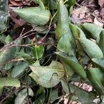 Klainedoxa gabonensis Leaf