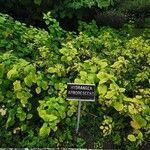 Hydrangea arborescens 叶