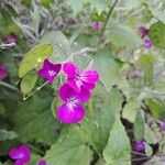 Lunaria annuaBloem