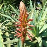 Aloe arborescensКвітка