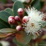 Syzygium ngoyense Fruit