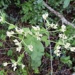 Eupatorium rotundifolium عادت