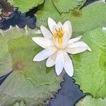 Nymphaea lotus Blüte