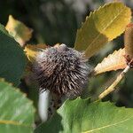 Banksia robur फल