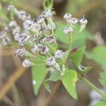 Chromolaena odorata Flor