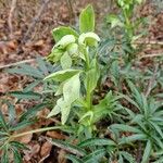 Helleborus foetidus Цвят