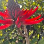 Erythrina speciosa Flower