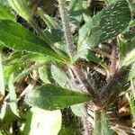 Silene gallica Rinde