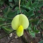 Lotus maritimus Λουλούδι