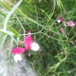 Lathyrus bauhini Квітка