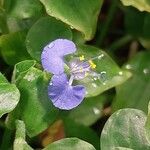 Commelina benghalensis 花