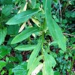 Euphorbia platyphyllos Foglia