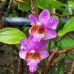 Phalaenopsis pulcherrima फूल