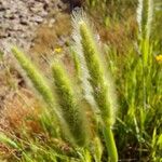 Polypogon maritimus برگ