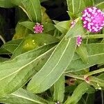 Gomphrena globosa Blatt