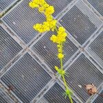 Galium verumFlower