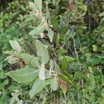 Quercus rotundifolia Leaf