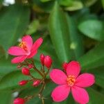 Jatropha integerrima Blomst
