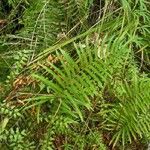 Thelypteris interrupta Vivejo