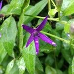 Vinca herbacea Flower