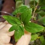 Galium rubioides Ліст