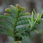 Libocedrus austrocaledonica Staniste