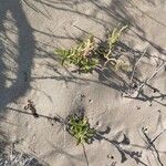 Rumex roseus Hábito