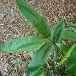 Sasa palmata Leaf