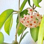 Hoya carnosa Хабит