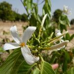 Holarrhena floribunda Kukka