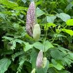 Aristolochia elegans Plod