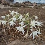 Pancratium maritimum Λουλούδι