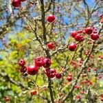 Crataegus laciniata Frucht