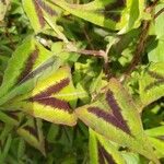 Persicaria chinensis Feuille