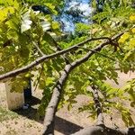 Caesalpinia echinata Corteza