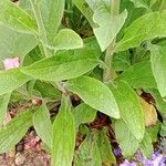 Digitalis thapsi Liść