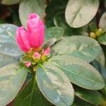 Rhododendron simsii ഇല