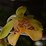 Eulophia pulchra Flower