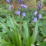 Hyacinthoides non-scriptaKwiat