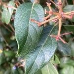 Viburnum rugosum Leaf