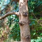Pinus heldreichii Casca