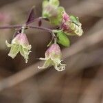 Silene baccifera Květ