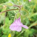 Erodium botrys Квітка